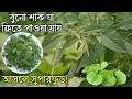3 Wild Vegetables That Are Available for Free! 😱 You See Them Every Day But Don't Recognize Them!