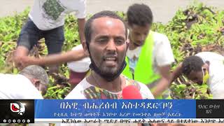 የቲሊሊ ከተማ ወጣቶች እንቦጭ አረም የመንቀል ዘመቻ አደረጉ