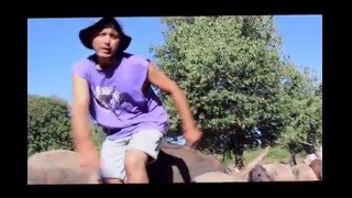 Chicha Con Harina Los Chanchos Kochi Kochi