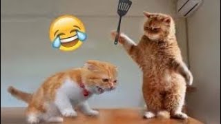 Details 100+] Funny Cats Pictures | Wallpapers.com Guide