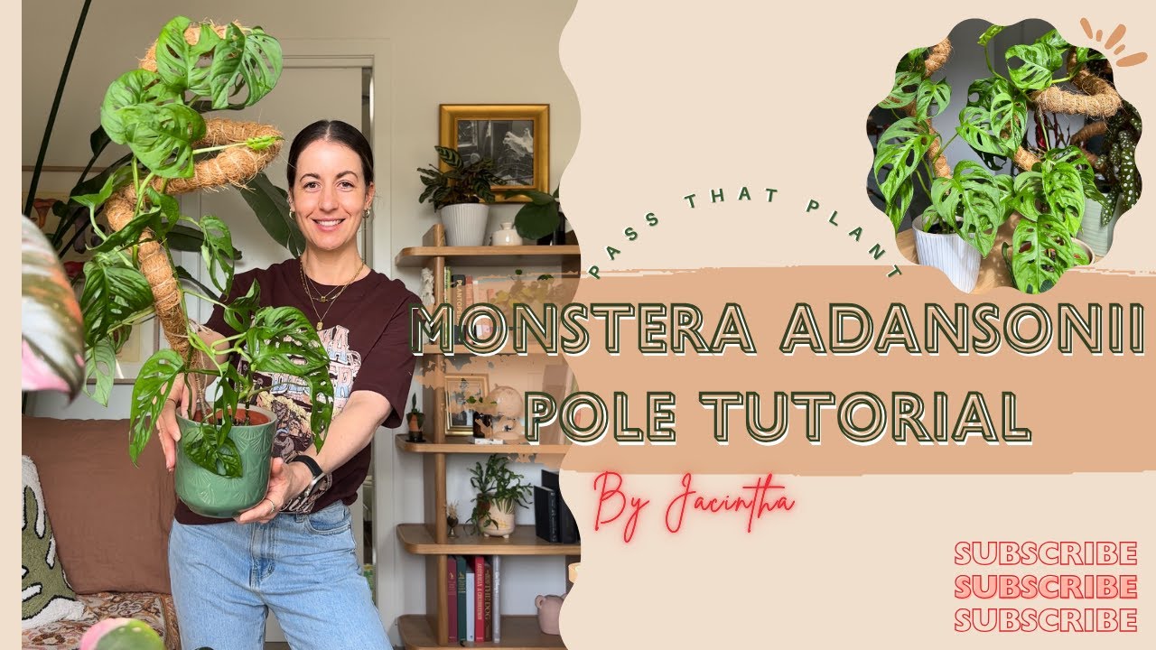 How to Attach a Monstera Adansonii to a Pole for Bigger Fenestrated ...