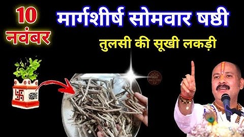 10 नवंबर मार्गशीर्ष सोमवार षष्ठी तिथि को तुलसी की सुखी लकड़ी वाला उपाय जरुर करे || Pradeep Ji Mishra