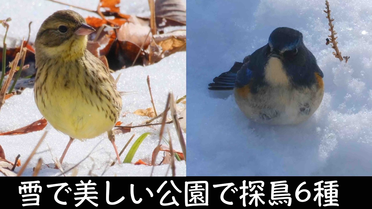 2月9日 雪とルリビタキのコラボを見たくて都内公園探鳥