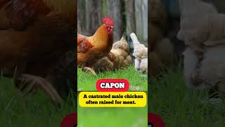 Hen Terminology Ll What Is Capon Ll Define Capon In Hen Ll