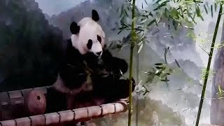 National Zoo's panda cam back online after government shutdown ends National Zoo's panda cam back online after government shutdown ends