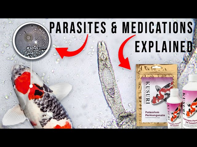 Ultimate Guide to Koi Parasites and Medication with Ricky Stoddart class=