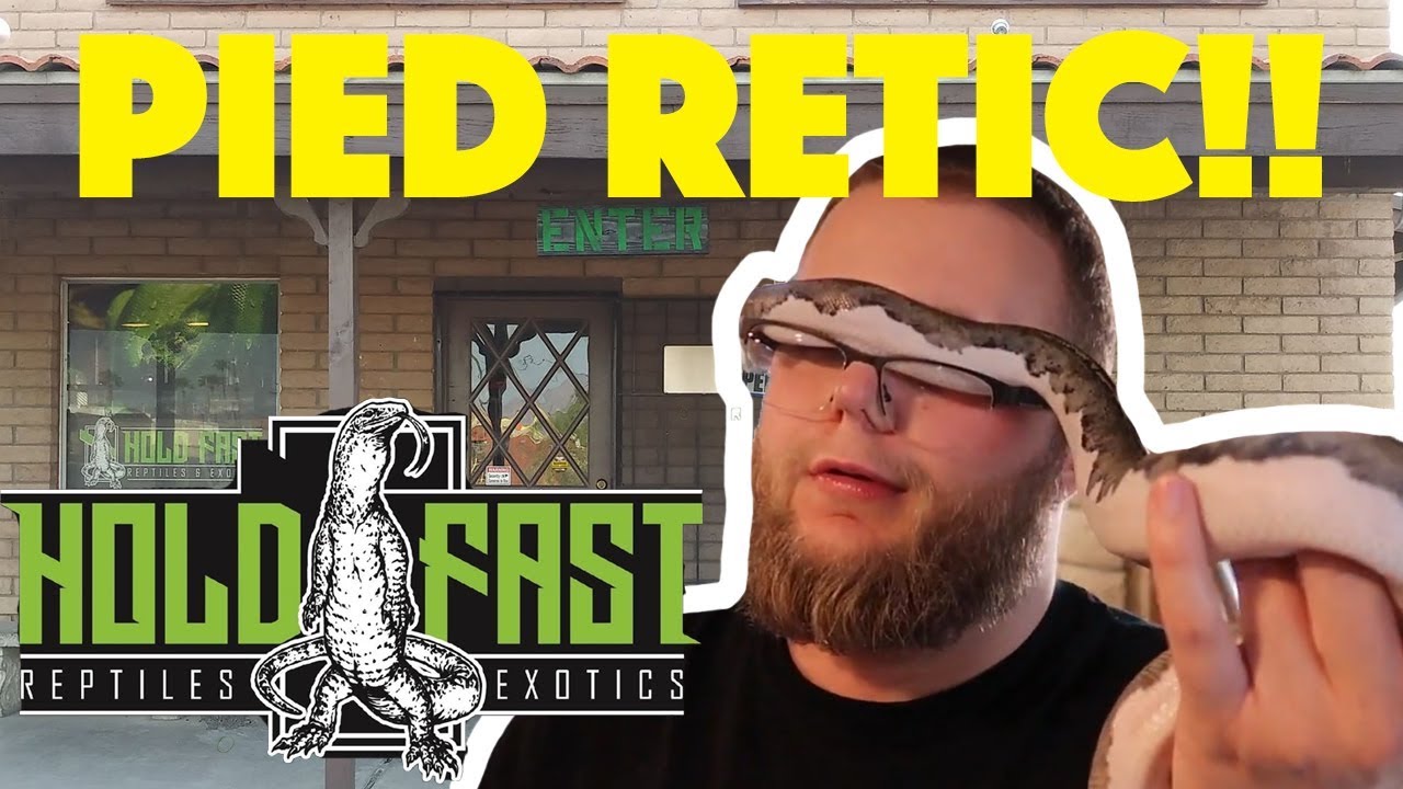 TOURING ARIZONA REPTILE STORES! | RARE PYTHON MORPHS - YouTube