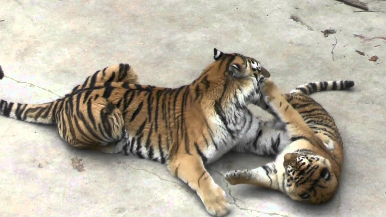 Sibirische Erziehung Sibirische Erziehung