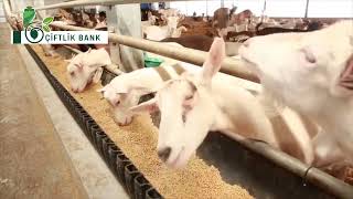 Modern Goat Processing Factory Technology 🐐 - How to Raise Millions of Goats for Meat and Milk