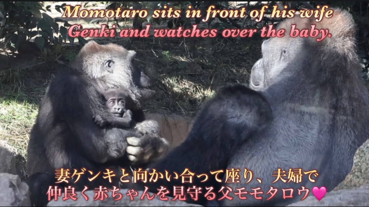 Горилла⭐️Момотаро всегда рядом со своей женой Генки, чтобы защитить своего любимого малыша.