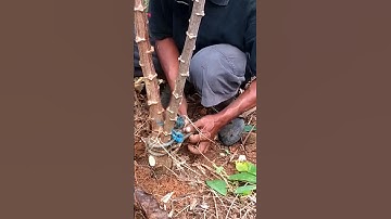 This is how traditional farmers harvest cassava #farming #agriculture #cassava #singkong #nature