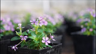 Greenhouse Prepares for Spring