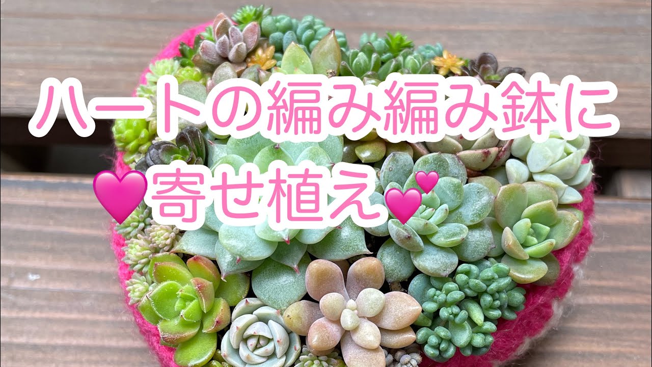 多肉植物】ハートの鉢に寄せ植え - YouTube