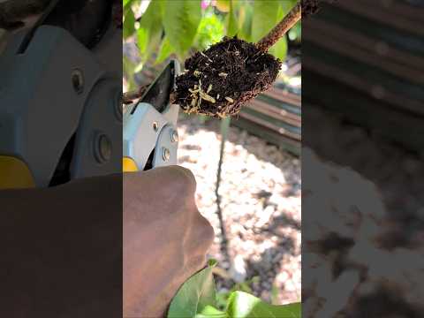 I Cloned My Nectarine Tree in Just Over a Month! visual 1