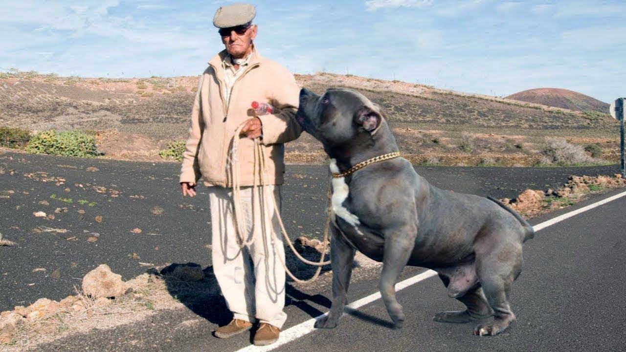 10 RACES DE CHIENS INTERDITES DANS LE MONDE | Lama Faché