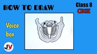 12. Sketch larynx and explain its functions in your own words. Ans. In hu..