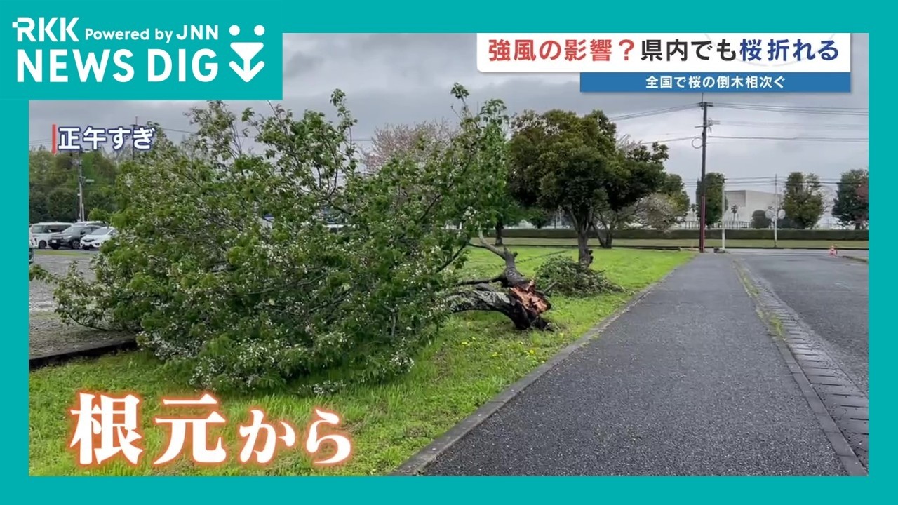 Cherry trees are falling one after another across the country