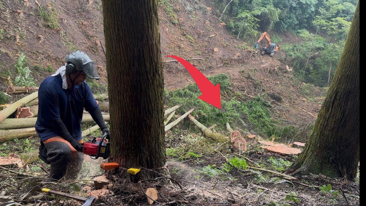 Профессиональная работа [Лесное хозяйство]