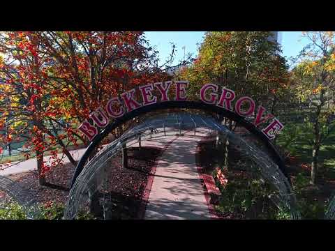 Flying Through Buckeye Grove