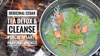 Medicinal Cedar Tea & Indigenous Sacred Plants