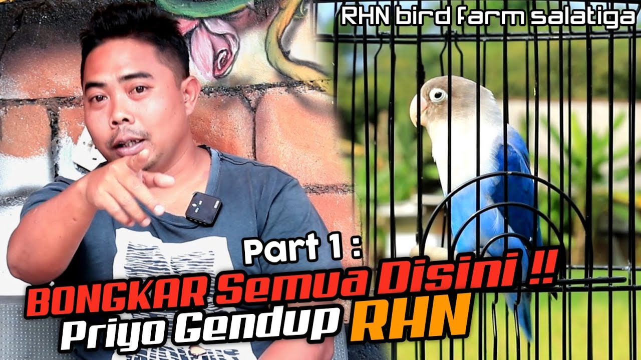 Part 1 - FAKTA Gendub RHN Terjun ke Dunia Lovebird ❗❗Dari Kondektur Sampai Jadi Master KONSLET
