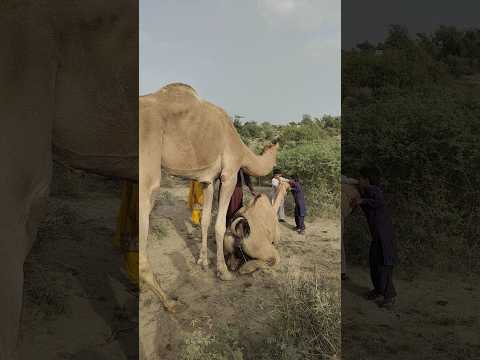 ي ت ج ل ى ب ي ن ه م ا ا ن س ج ام ط ب يع ي و ت ر اب ط ف ط ر ي