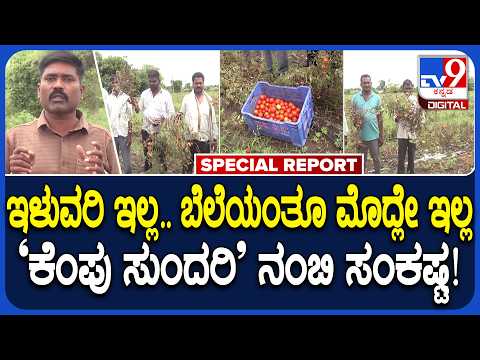Tomato Rate Down: ಮಳೆ ಕೈಕೊಟ್ಟು ಟೊಮ್ಯಾಟೊ ಇಳುವರಿಯಲ್ಲಿ ಕುಸಿತ.. ಸಂಕಷ್ಟಕ್ಕೆ ಸಿಲುಕಿದ ಬೆಳೆಗಾರರು| #TV9D