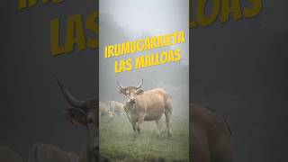 Irumugarrieta - techo de las Malloas en la Sierra de Aralar #bosque #gopro #navarra #montaña