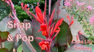Snap and Pop! The Easiest Way to Trim Canna Lilies