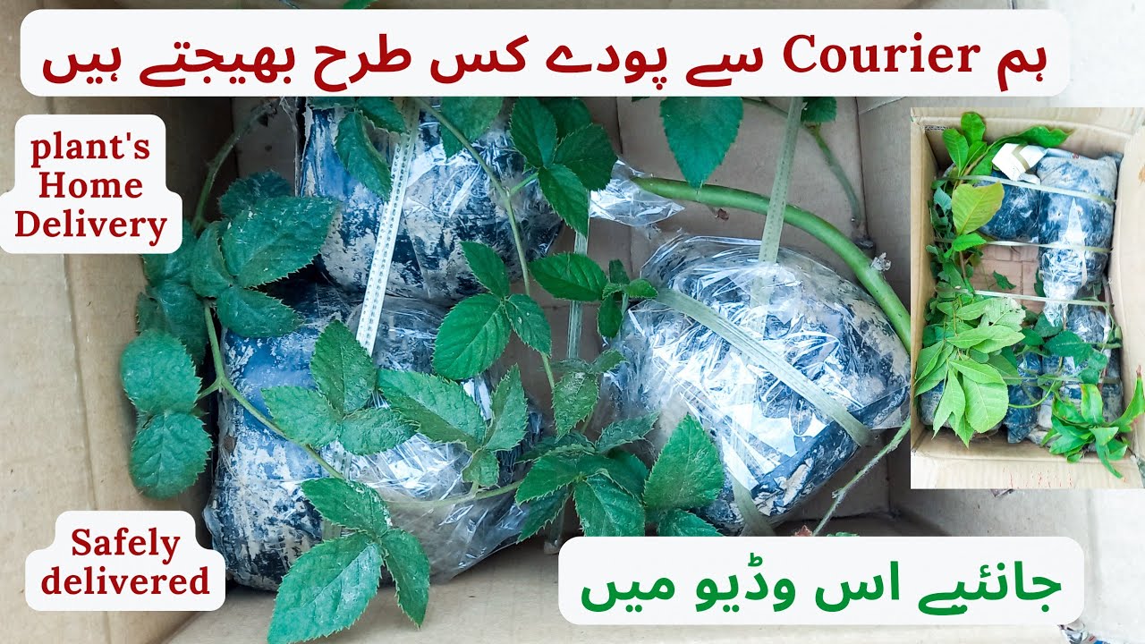 How We Deliver Plants By Courier Rare Garden YouTube