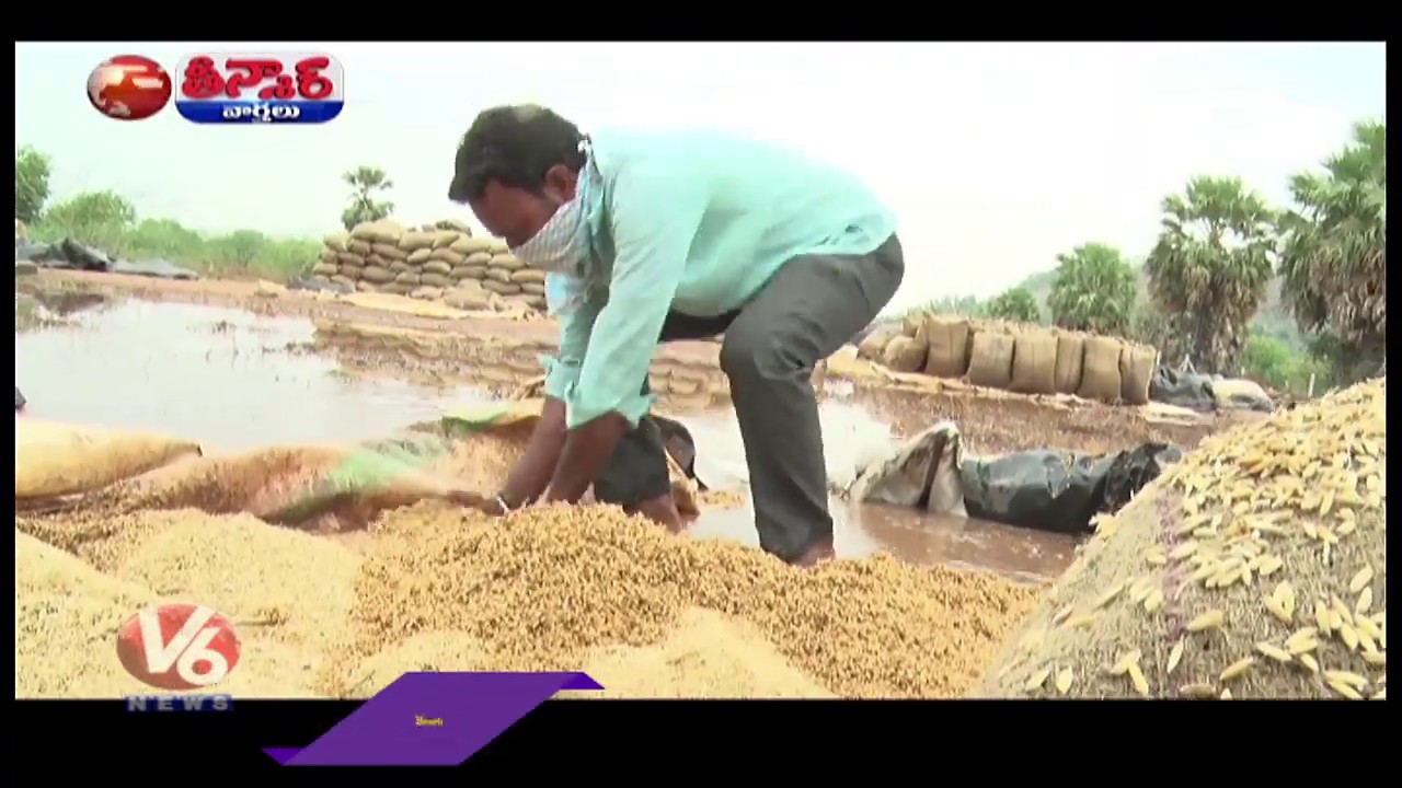 Unseasonal Rains Damage Crops in Telangana | V6 News - YouTube