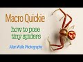 Macro Quickie - how to pose tiny spiders