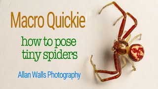 Macro Quickie - how to pose tiny spiders