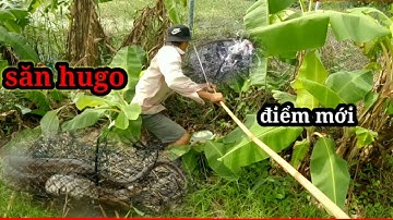 Câu cá lóc bằng vịt điểm huyền thoại ao hoang