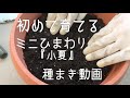 【植物】ミニひまわりの種まき。ズボラ女がプランター栽培を始めました。【趣味】