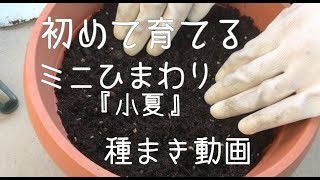 【植物】ミニひまわりの種まき。ズボラ女がプランター栽培を始めました。【趣味】