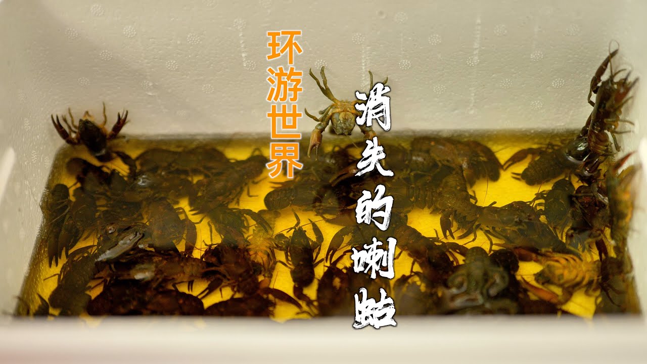 【Travel in China中国旅行纪实-在浙江放生东北大山里的鳌虾蝲蛄】中国大山里以前常见的鳌虾后来消失了，今天我买两斤放回山里 ...