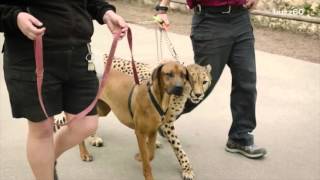 Cheetah And Dog Race In Epic Video To See Whos Faster