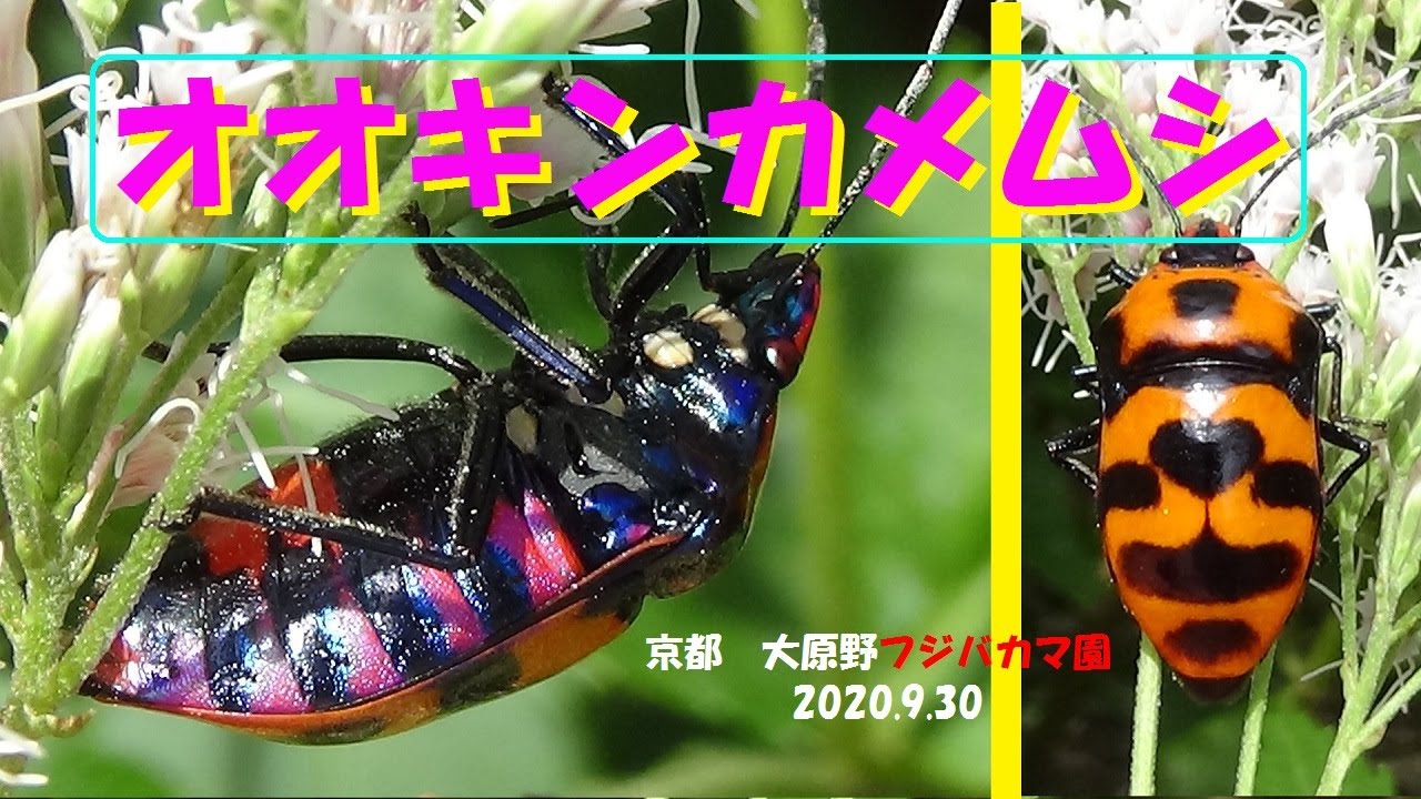 テントウムシの仲間 Youtube