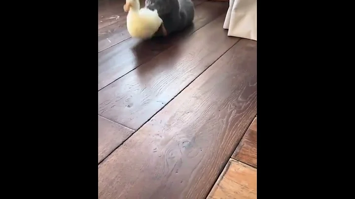 Watch the video about Cute And Funny Cats Videos Compilation | CUTE Cats #Cats 🐱🥰