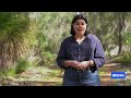 Citizen search for missing Nannup Four begins in tough bushland | ABC News