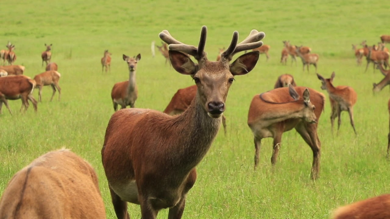 La ferme aux cerfs et aux sangliers au Pays de l'Armagnac.