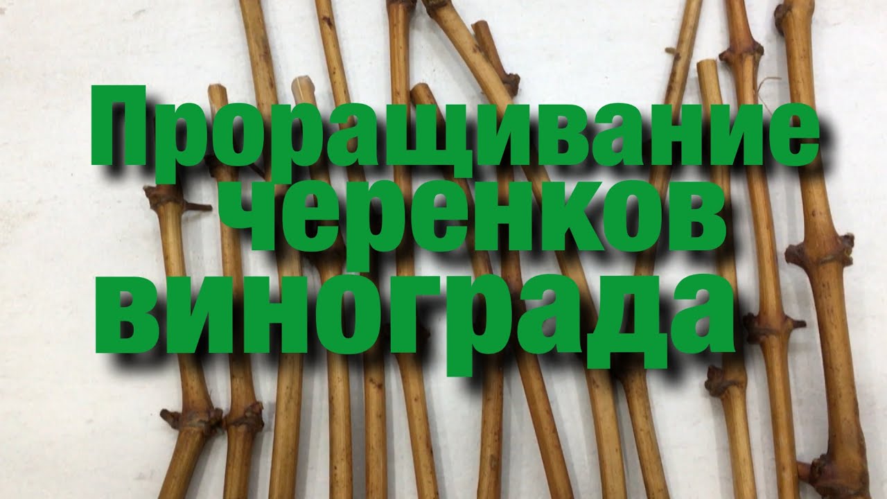 Черенки Винограда Купить В Саратове