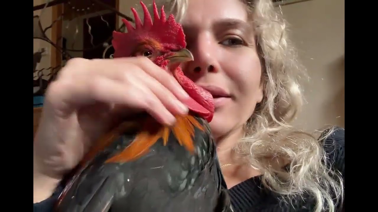  Meet Molly the rooster – the ultimate affectionist! 