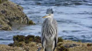 Heron doon the shore