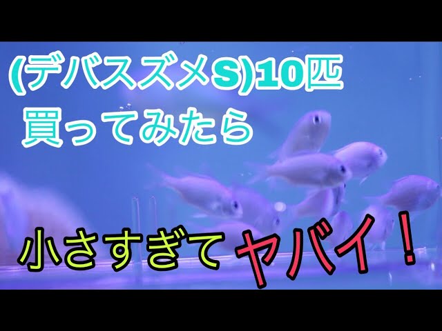 デバスズメダイSを10匹買ってみた！【海水魚水槽】 - YouTube