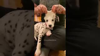 dogs being idiots #cutegolden #pets #funnydogs #funny #funnypets #funnyanimals #animals #lovegoldens