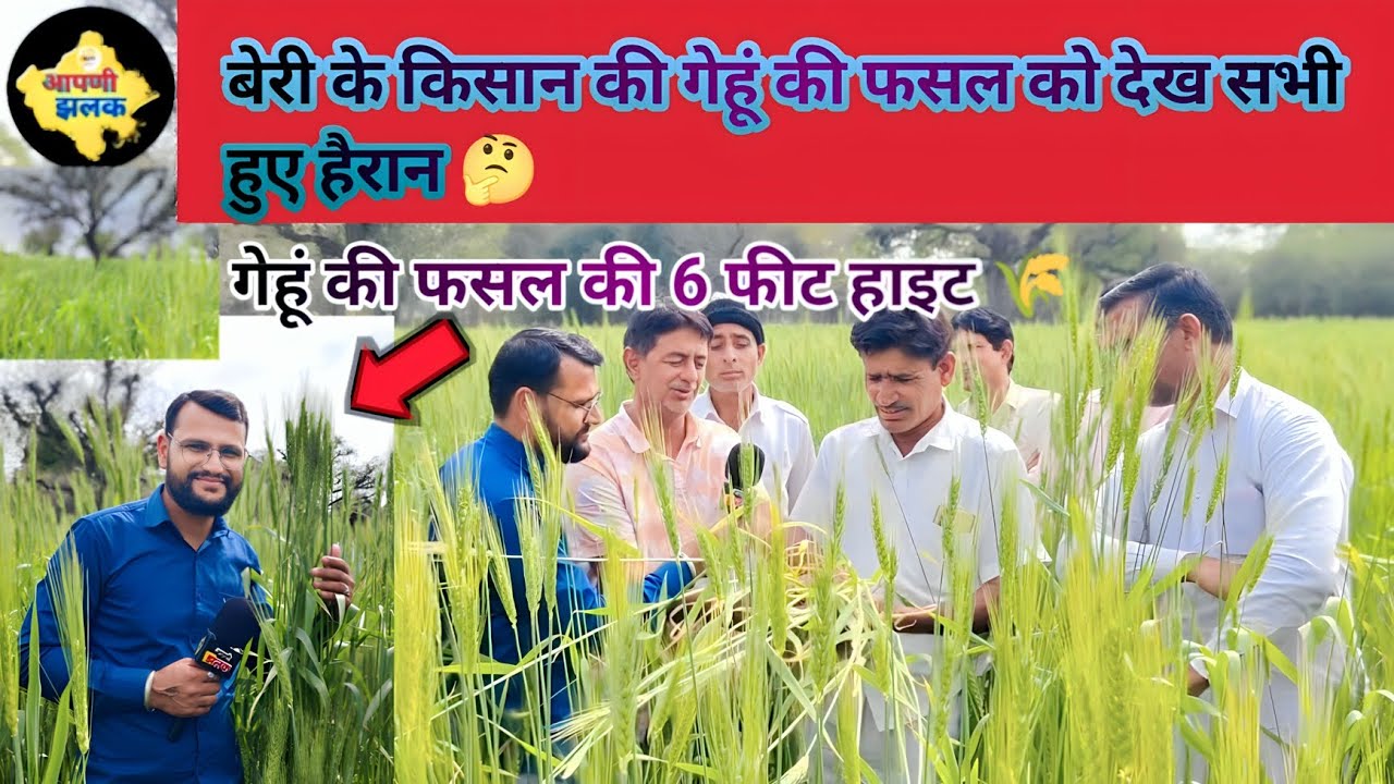 शेखावाटी के किसान की गेहूं की फसल देख आप भी करेंगे अचंभा 🤔 #aapnijhalak #highilights #kisan #video 