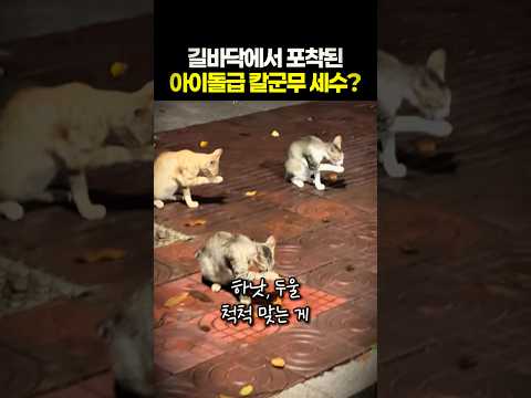 케이팝 본고장 길냥이들의 흔한 새벽 풍경 thumbnail