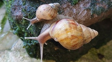 Two small and large snails move slowly 